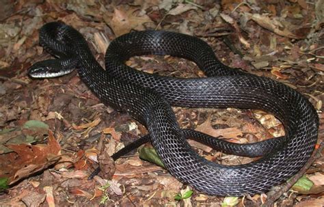 Get To Know The Slithery Snakes Of Mecklenburg County