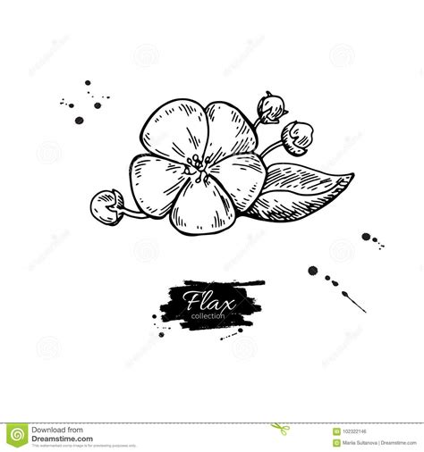 350 x 565 jpeg 29 кб. Flax Flower Vector Superfood Drawing. Isolated Hand Drawn ...