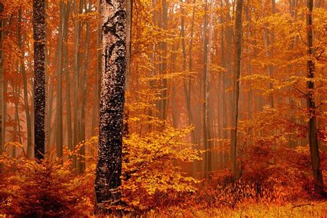 Welcome To Orange Forest Autumn Forest Beautiful Landscape