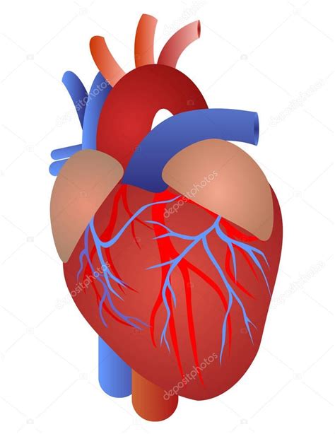 Imágenes Corazon Anatomia Anatomía Del Corazón Humano — Vector De