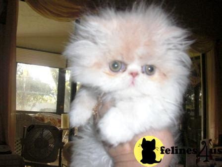 What causes allergies to cats? Persian Kitten for Sale: SOLD=====EXQUISITE SHOW QUALITY ...