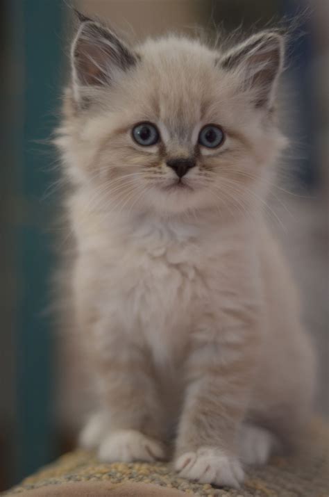 Ragdoll Kitten Cats Dsc0061 By Lalalauries Photos On Flickr