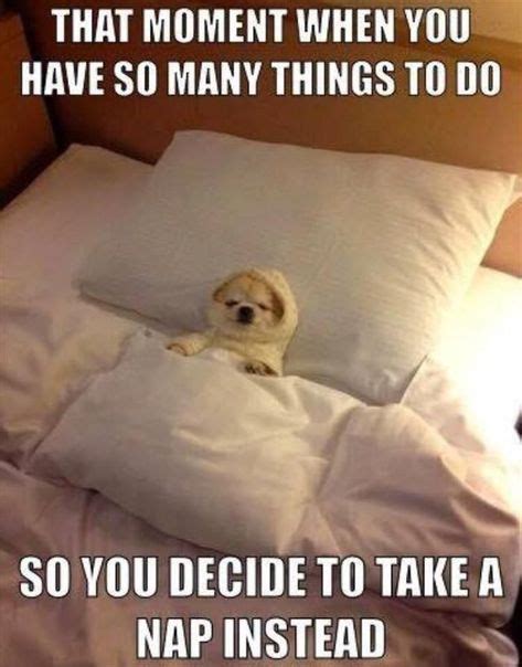 21 Very Funny Nap Memes Naps Funny Funny Animal Pictures