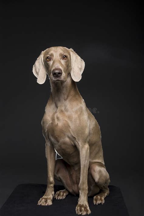 Portrait Of A Female Weimaraner Dog On A Black Background Stock Photo