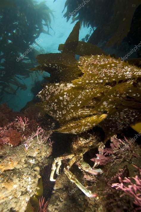 Pacific Ocean Underwater Sea Life — Stock Photo © Kgriff
