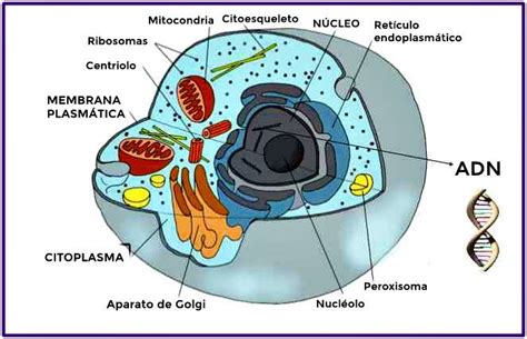 Celula Humana Y Sus Partes Tipos De Celulas Del Cuerpo Humano