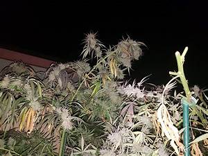 Female Seeds C99 Grow Journal Harvest25 By Growdiaries
