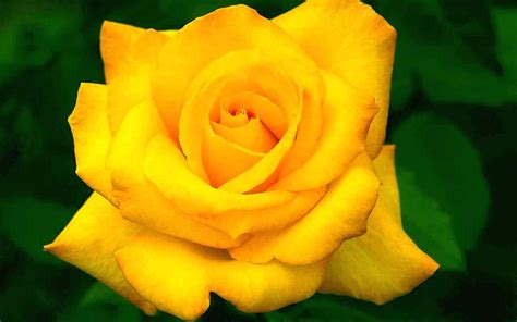 The fragrance of a flower can make you spellbound, mesmerized and hypnotized. Top 30 Beautiful Yellow Flowers Names List With Pictures