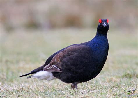 Bird Photo Id Guide Discover The Black Grouse Capercaillie Red