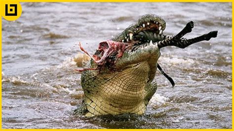 Top 15 Brutal Hunting Moments When Alligators Crocodiles And Caimans