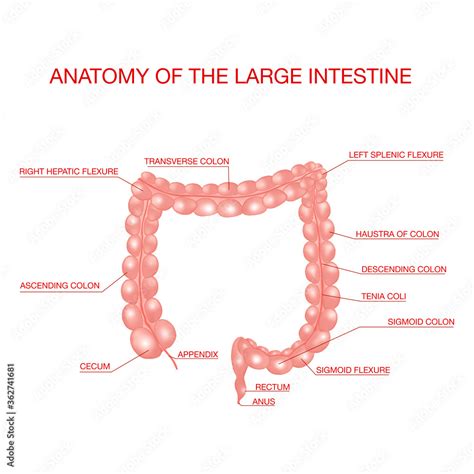 Vetor Do Stock Human Intestines Anatomy Medical Education Chart Of