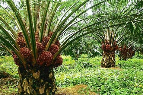 All About Palm Oil Oil Palm Plantation And Production In Malaysia