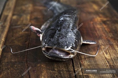 Freshly Caught Catfish — Single Fish Food Stock Photo 156050802