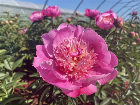 Family owned and operated, maas nursery and landscaping is a full service 8 acre nursery and landscape company. Primrose Hall Nursery - Peony lactiflora 'Sebastian Maas ...