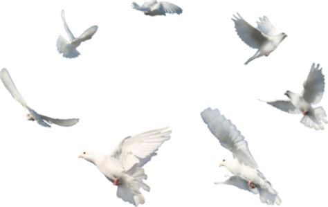 Download Wedding White Dove Png Flying Dove Png Transparent Hd