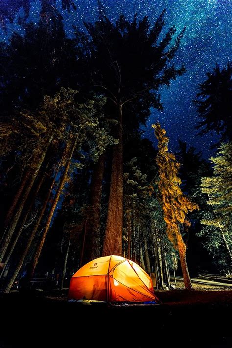 Camping Dark Forest Light Low Angle Shot Outdoors Perspective