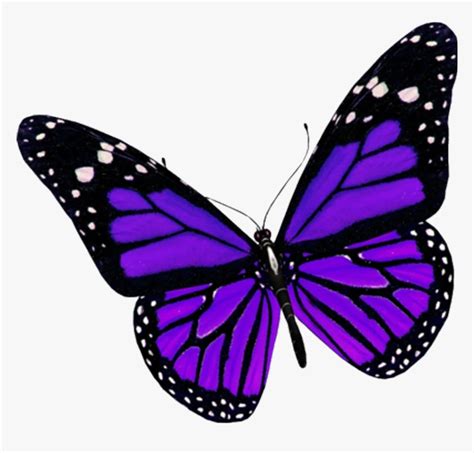 Beauty Butterfly Nature Purple Insect Creative Purple Butterfly Png Transparent Png