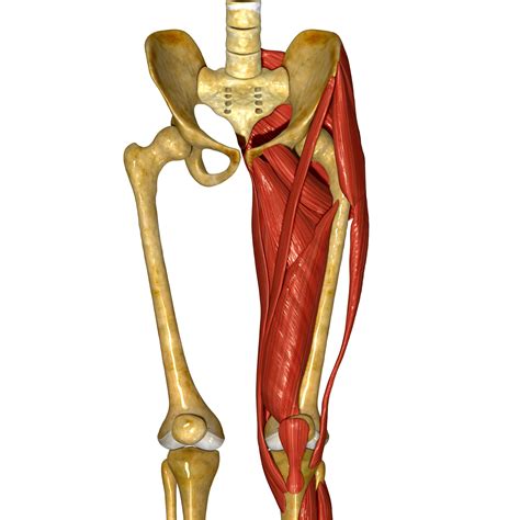 Groin Muscle Anatomy Chronic Groin Pain Athletic Pubalgia The