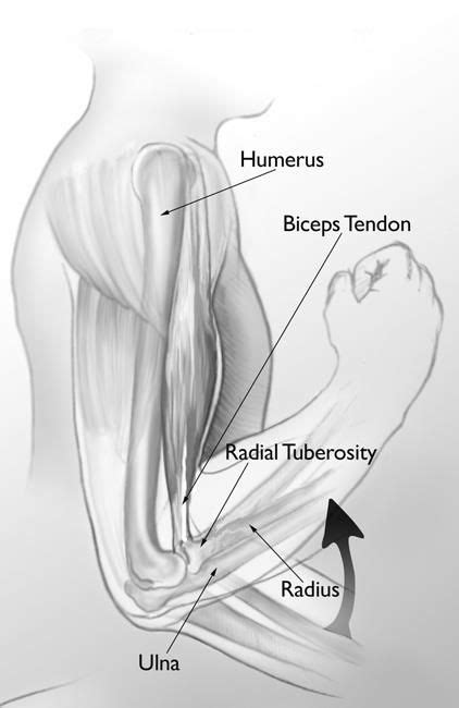 Browse or search millions of existing flashcards create flashcards plus a dozen other activities. elbow anatomy | Bicep tendonitis, Tendon tear, Biceps