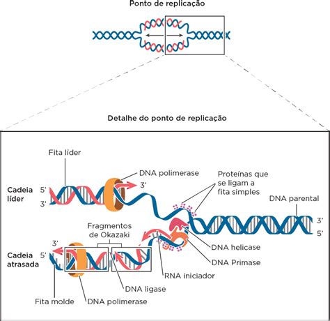 De Onde Podem Ser Retirados Esses Fragmentos De Dna