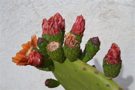 Free Images Nature Blossom Cactus Petal Bloom Food Red Produce