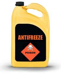 Antifreeze typically contains ethylene glycol, methanol, and propylene glycol. , Here's the latest issue of The Scoop from K9 Country Club