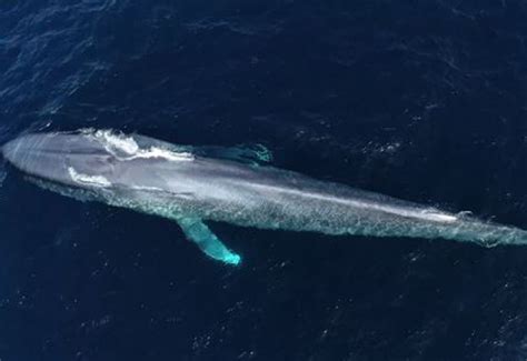 Descubre Cuál Es El Animal Más Grande Del Mundo