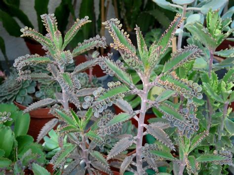 Kalanchoe delagoensis, formerly known as bryophyllum delagoense and commonly called mother of millions or chandelier plant, is a succulent plant native to madagascar. Kalanchoe x houghtonii (Mother of Millions Hybrid) | World ...