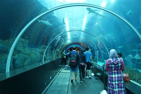 Fileshark Seas Sea Aquarium Marine Life Park