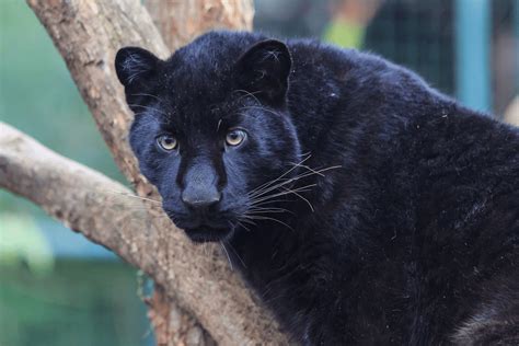 Where Does Black Panther Live Habitat Feeding Behaviour And Role In