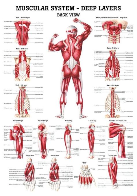 The Muscular System Deep Layers Back Laminated Anatomy Chart Muscle Anatomy Muscular