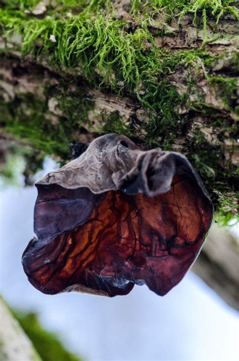 These 21 Images Of Wild Mushrooms Will Leave You Mesmerized
