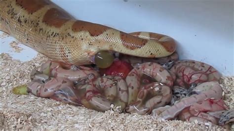 Nacimiento De Las Serpientes Formas Distintas Youtube