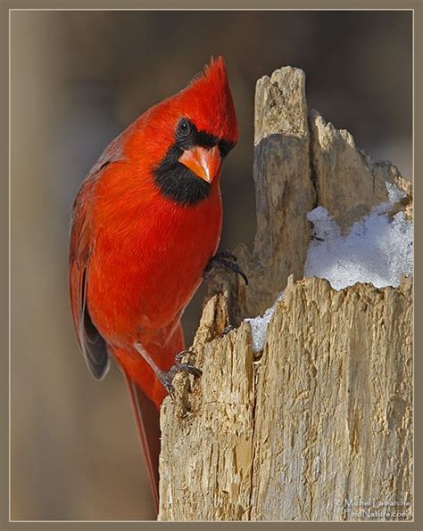 Pics Of Cardinals Cardinal Rouge Northern Cardinal Cardinalis
