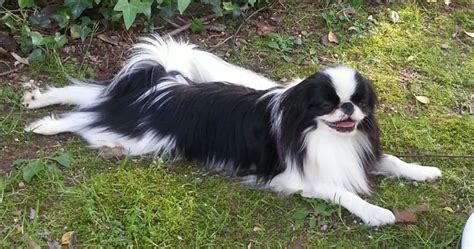 1604 Best Japanese Chin A Board For Chin Lovers Images