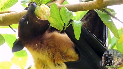 Giant Fruit Bat Eating Guava Flying Fox Bat Youtube