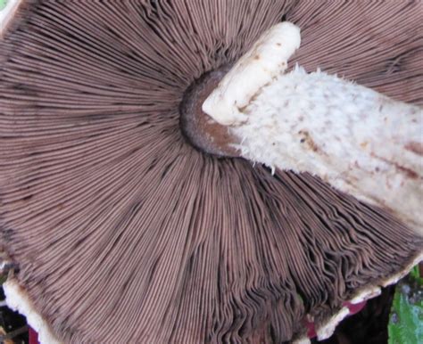 How To Identify A Field Mushroom All Mushroom Info
