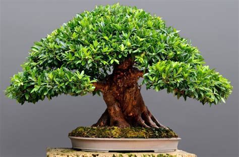 Bonsai Plants Benefits Care And Growing Bonsai Tree Indoor