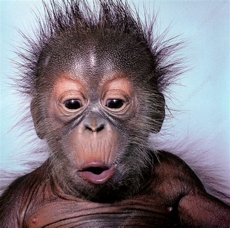 Baby Orangutan Stock Image Z9120137 Science Photo Library