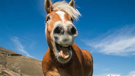 Funny Horse Faces