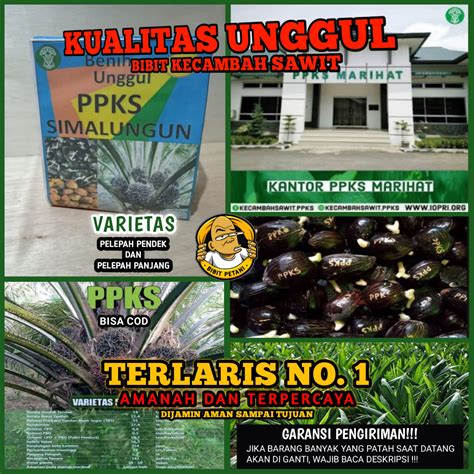 Jual Bibit Kecambah Sawit Ppks Simalungun Unggul Bersertifikat Kualitas