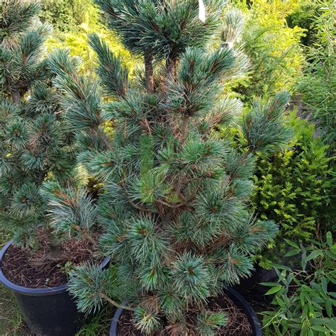 Pinus Cembra Fastigiata Sosna Limba Kaczergis
