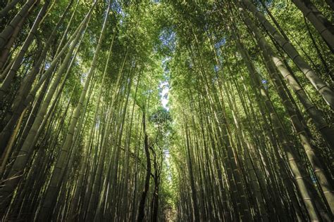 Path To Bamboo Forest At Arashiyama In Kyoto Japan Stock Image Image