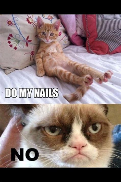 What Are The Funniest Grumpy Cat Memes Quora