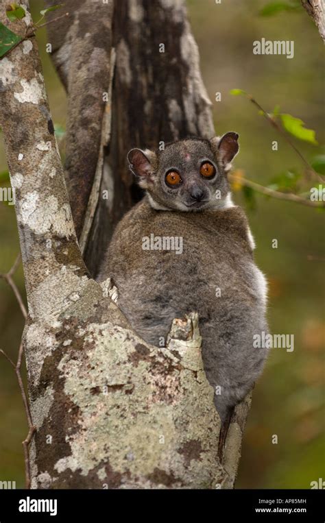 Red Tailed Sportive Lemur In A Tree Hole Lepilemur Ruficaudatus