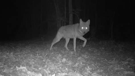 Rare Infrared Footage Of Coyote At Nightcoyote Canis Latrans Is A