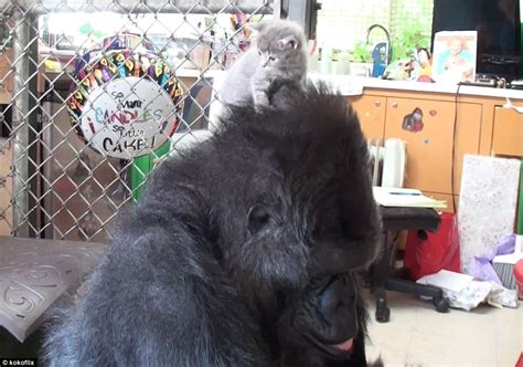 Koko The Gorilla Adopts Two Kittens And Cuddles Up To Them In Footage Daily Mail Online