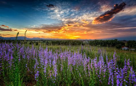 Flower Meadow And Sunset Wallpapers Wallpaper Cave