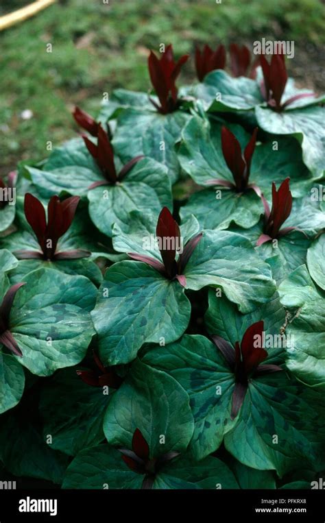 Trillium Sessile Trillium Hi Res Stock Photography And Images Alamy