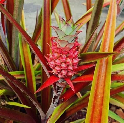 Look Majestic Pink Pineapples Are Now Ready To Conquer The World